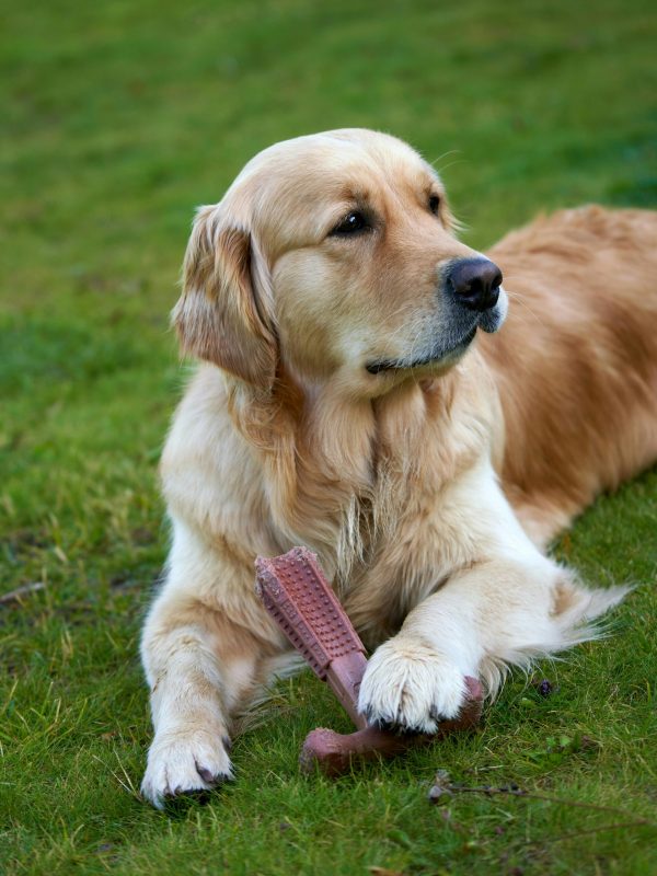 pexels-barnabas-davoti-31615494-13701781